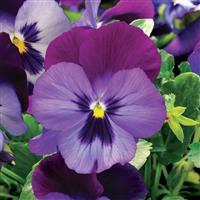 Viola-ColorMax Blue Jeans 4"