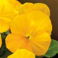 Viola-ColorMax Clear Yellow 4"