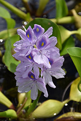 Waterplant-Water Hyacinth