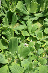 Waterplant-Water Lettuce