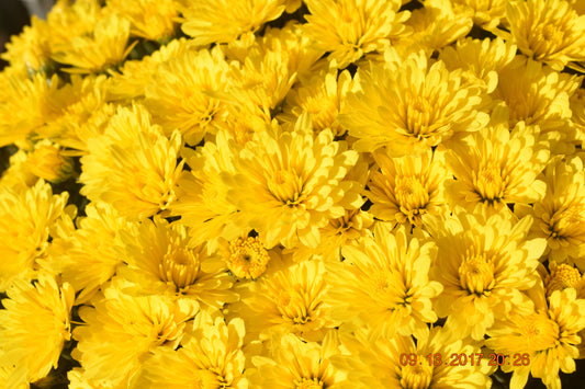 Mum- Zinger Yellow M 5C