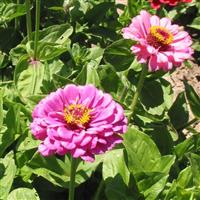 Zinnia-Cut & Come Again Mix 6 Pack