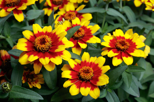 Zinnia-Profusion Red Yellow Bicolor 6 Pack
