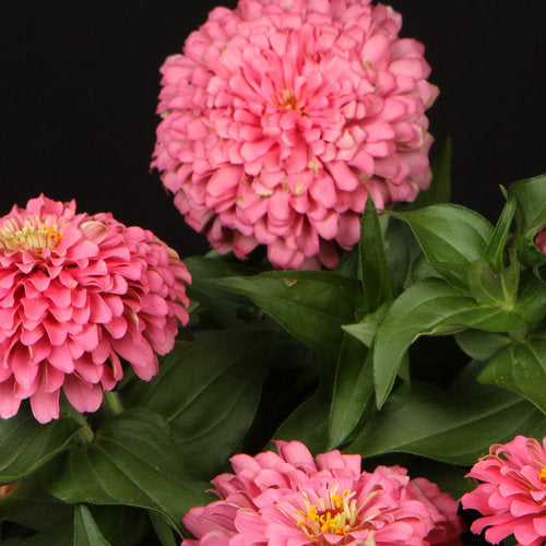 Zinnia-Sweettooth Cotton Candy 4.3"