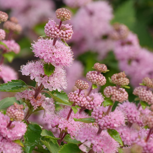 Caryopteris-Beyond Pink'd®