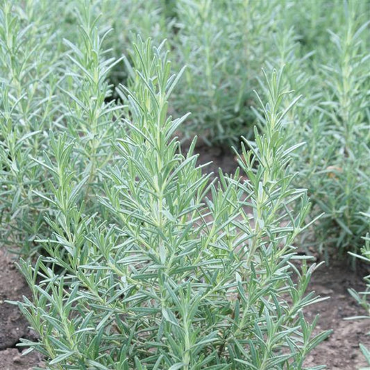 Annual-Rosemary 4"C