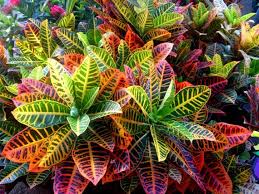 Croton-Petra 10"