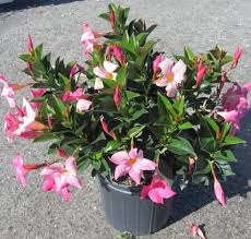Dipladenia-Pink Bush 10"