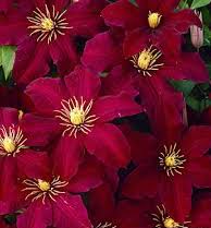 Clematis-Niobe 1C