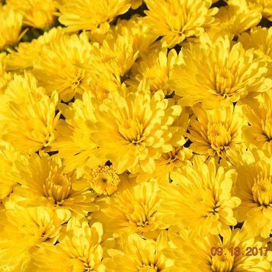 Mum Yellow 3C Squat