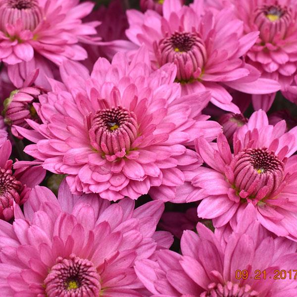 Mum Pink 3C Squat