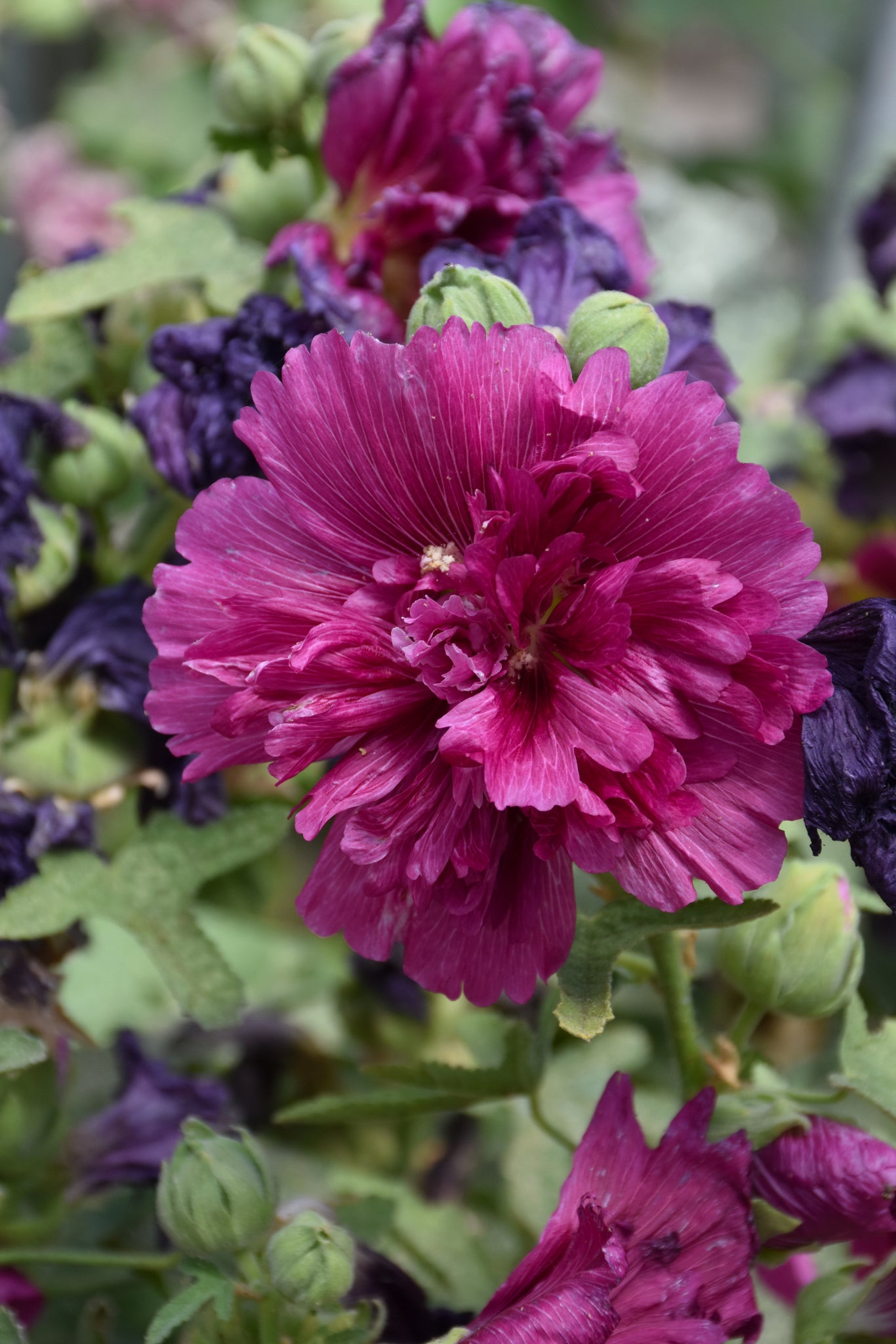 Alcea-Queeny Purple 1C