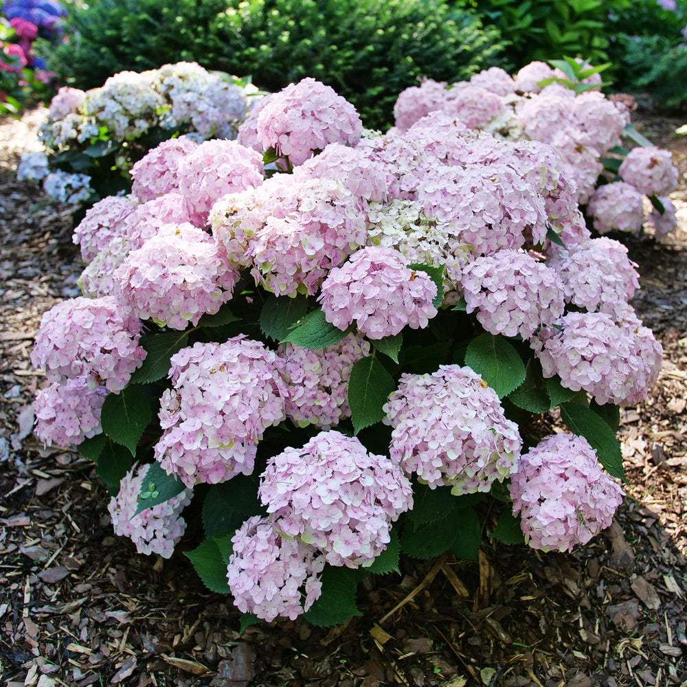 Hydrangea-Wee Bit Innocent 3C