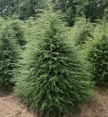 Hemlock 4'B
