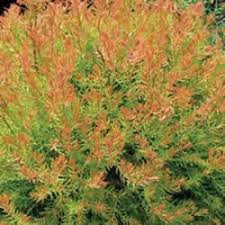 Arborvitae-Fire Chief 2C