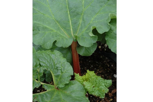 Rhubarb-Crimson Cherry 2C