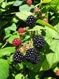 Blackberry-Apache 1C