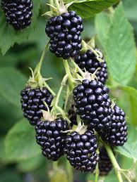 Blackberry-Natchez 1C