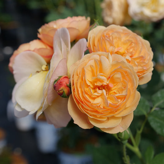 Rose-Flavorette® Honey-Apricot 3C