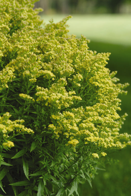 Solidago-Little Lemon 1C